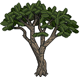 Acacia image