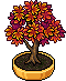 Bonsai Acero image
