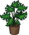 Monstera Deliciosa image