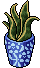 Sanseveria invasata image