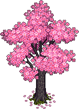 Ciliegio in Fiore image