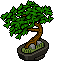 Bonsai Baniano Cinese image