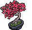 Bonsai Acero Giapponese image