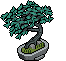 Bonsai Abete image