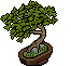 Bonsai Lycium Giapponese image