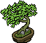 Bonsai Foglia Orientale image