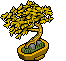 Bonsai d'Oro image