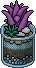 Pianta di Aloe Viola image