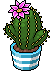 Cactus con Fiore Fucsia image