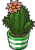 Cactus con Fiore Scarlatto image