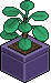 Pilea Verde Marino image