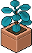 Pilea Blu image