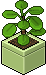 Pilea Verde Lime image