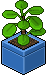 Pilea Verde Chiaro image