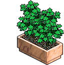 Ficus Fashionistus image