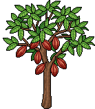 Albero del Cacao image