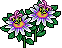 Pianta di Passiflora image