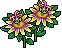 Passiflora Gialla image