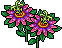 Passiflora Rosa image