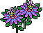 Passiflora Viola image