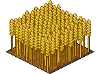 Spighe di Grano image