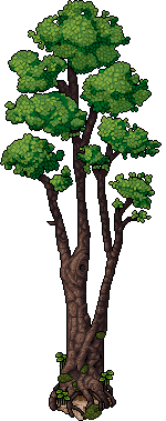 Araucaria araucana image
