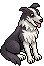 Border Collie image