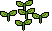 Arboscelli image