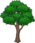 Quercia image