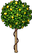 Albero di Limoni image
