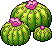 Cactus Rotondo image