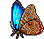 Farfalla Morpho Comune image