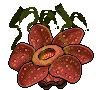 Fiore di Rafflesia image