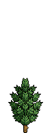 Albero Stretto image