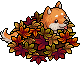 Shiba Inu Autunnale