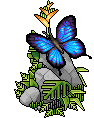 Farfalla esotica image