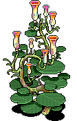 Pianta di orchidee image