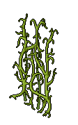 Pianta Rampicante image