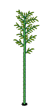 Bambù Gigante image
