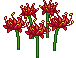 Lycoris Radiata image