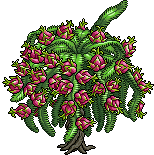 lt_c26_dragonfruit name