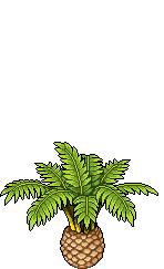 Palma Dattero Canario