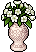 Amaryllis Bianche image
