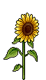 Pianta di Girasoli image
