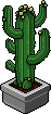Cactus gigante