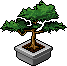 Bonsai