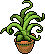 Aloe Vera image