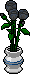 Rose nere image
