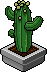Cactus piccolo