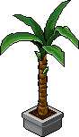 Pianta di yucca image